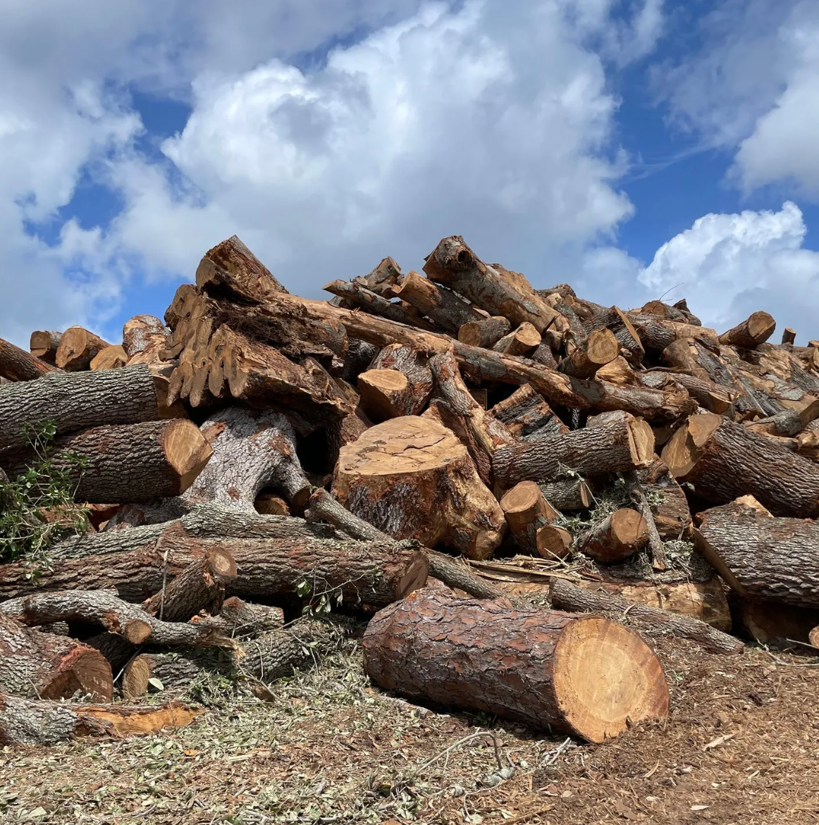 Harnessing Forestry Expertise for Biomethanol Production: A Sustainable Solution